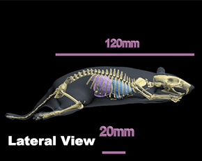 英国PI 老鼠骨骼模型-动物骨骼模体-展业达鸿公司代理直供