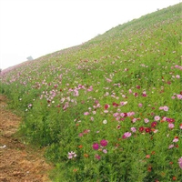 波斯菊种子 波斯菊种子价格 格桑花种子价格