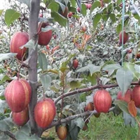 奥红梨树苗基地  奥红梨树苗批发