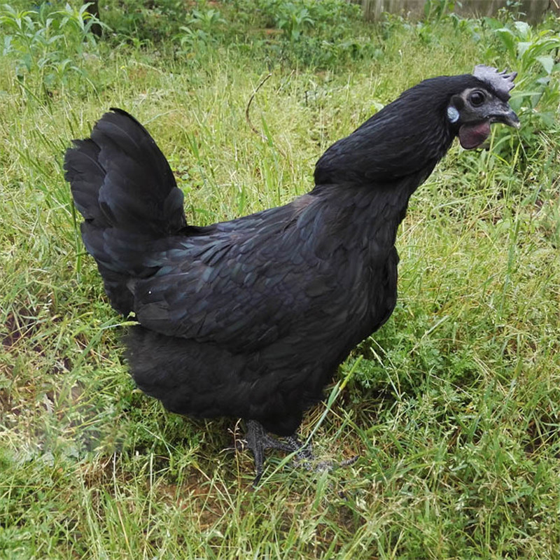 2020年厂家供应黑乌鸡价格,全国发运