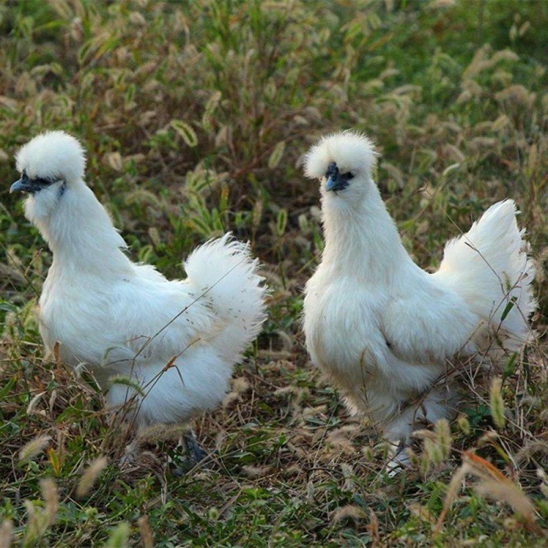 厂家江西泰和乌鸡,江西泰和乌鸡价格品种纯正
