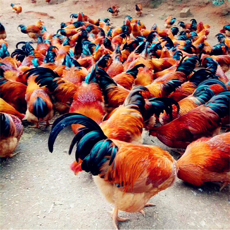 育种厂家供应桂香鸡苗种纯正