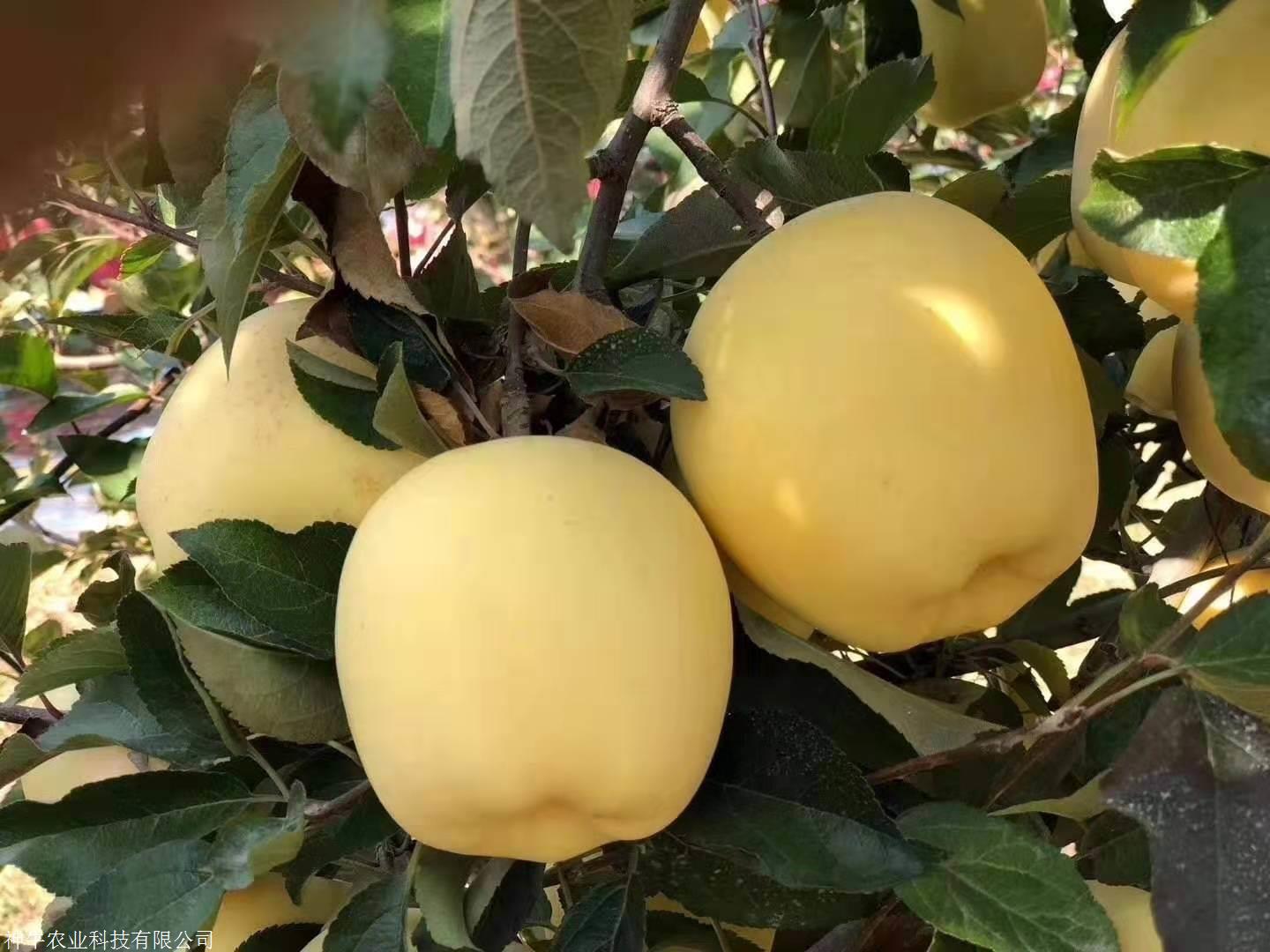 维纳斯黄金苹果苗几大特点 维纳斯黄金苹果苗繁育基地