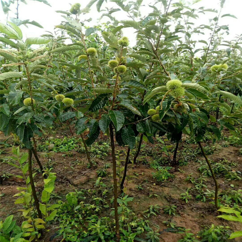 泰安板栗苗大棚种植技术板栗苗产地批发