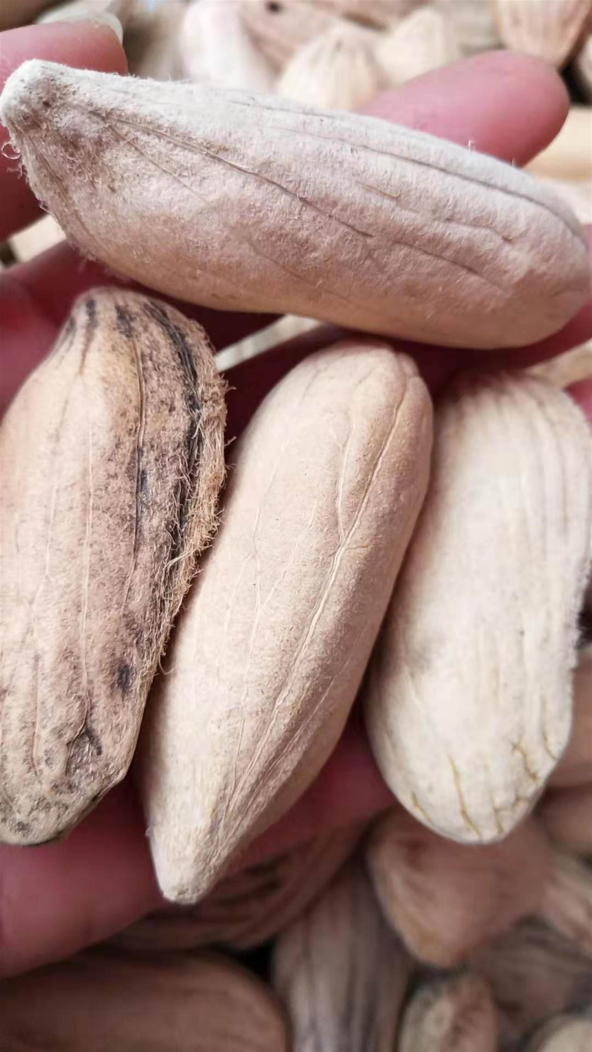 中药材芒果核的食用方法    芒果核多少钱一斤