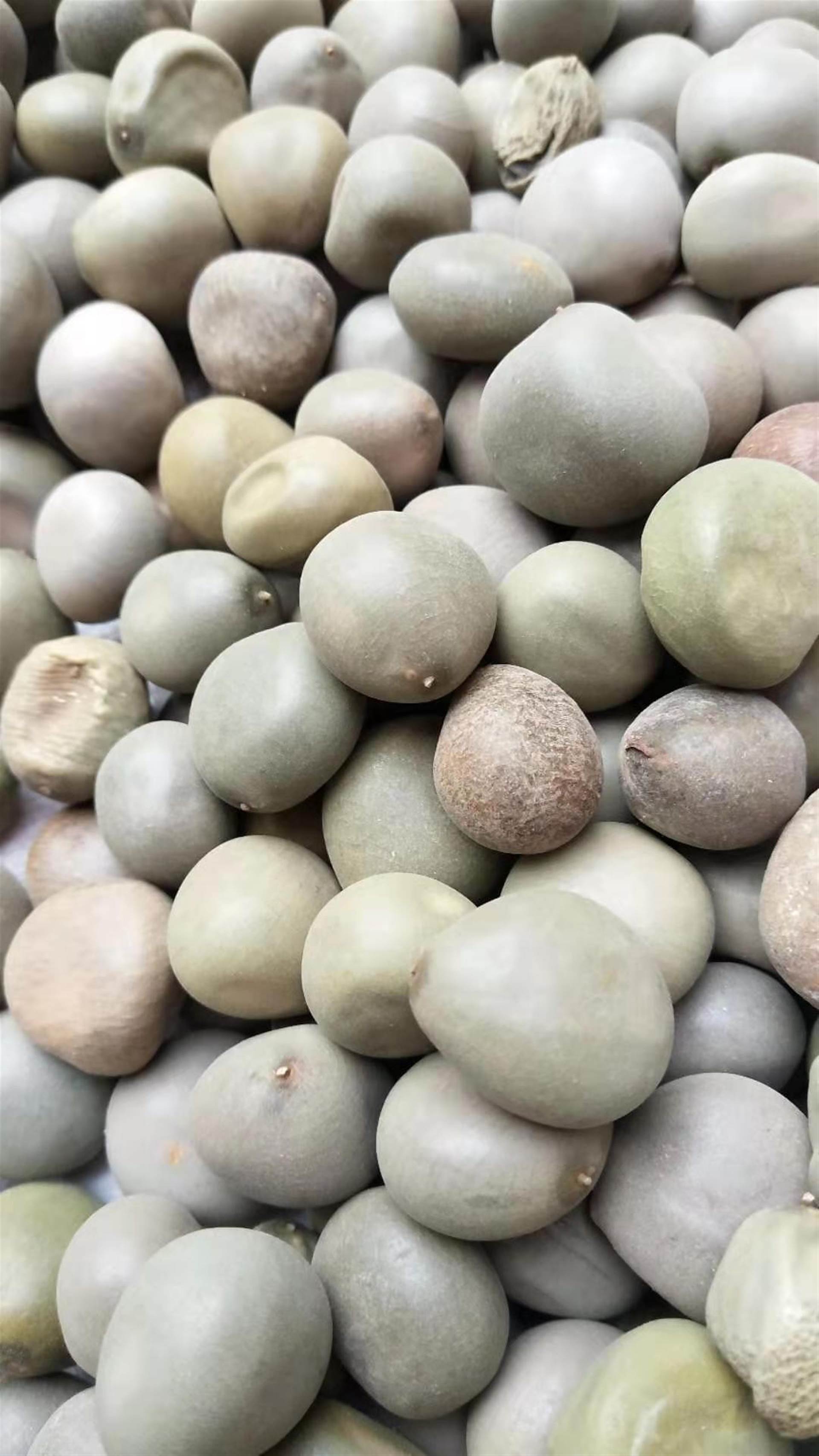 中药材云实的作用    云实新货供应