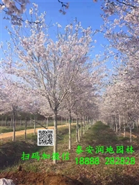 浦东新区5公分菊花碧桃6公分龙柱碧桃7公分寒红碧桃