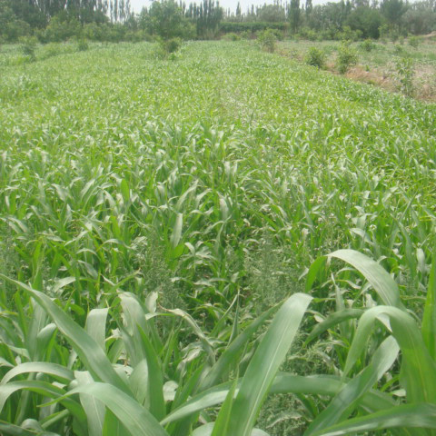 高丹草牧草种子批发 出芽率高生长速度快