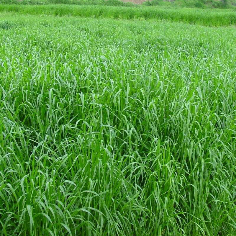 冬牧70黑麦草种子批发