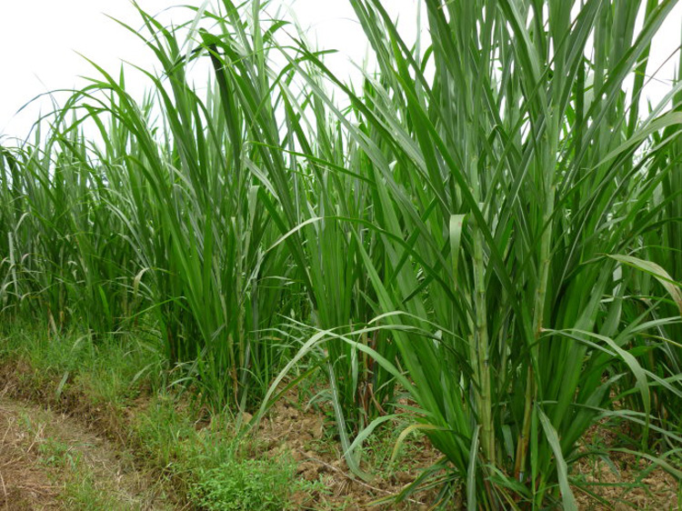 是热带和亚热带地区广泛栽培的一种新型高蛋白高产牧草,具有适应性强