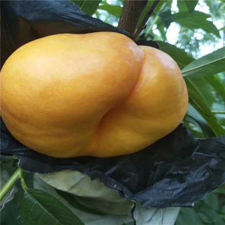 中桃金饴桃苗产地报价经济价值