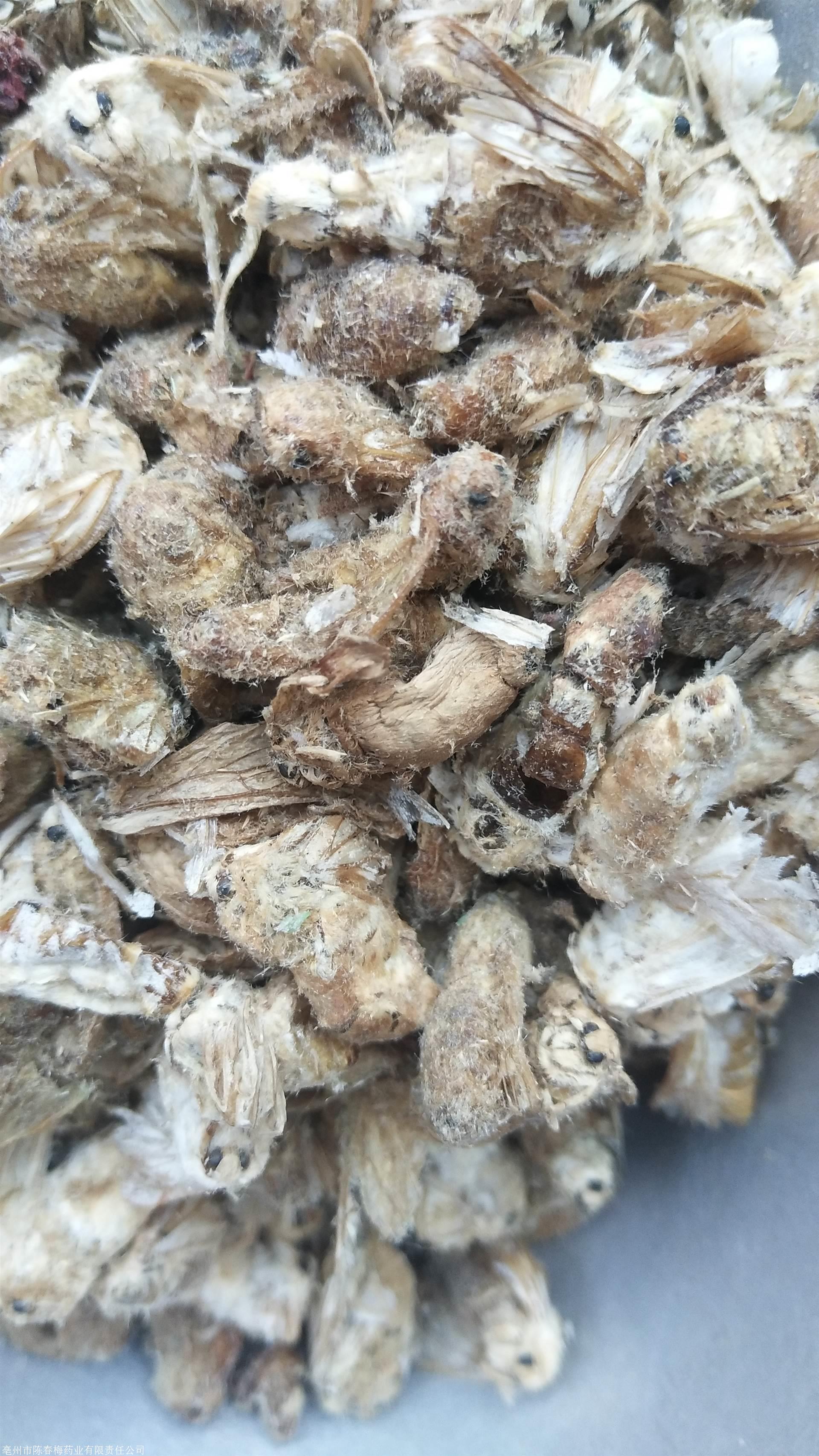 雄蚕蛾的功效与作用雄蚕娥的用量雄蚕蛾的功效与作用雄蚕蛾今日价格