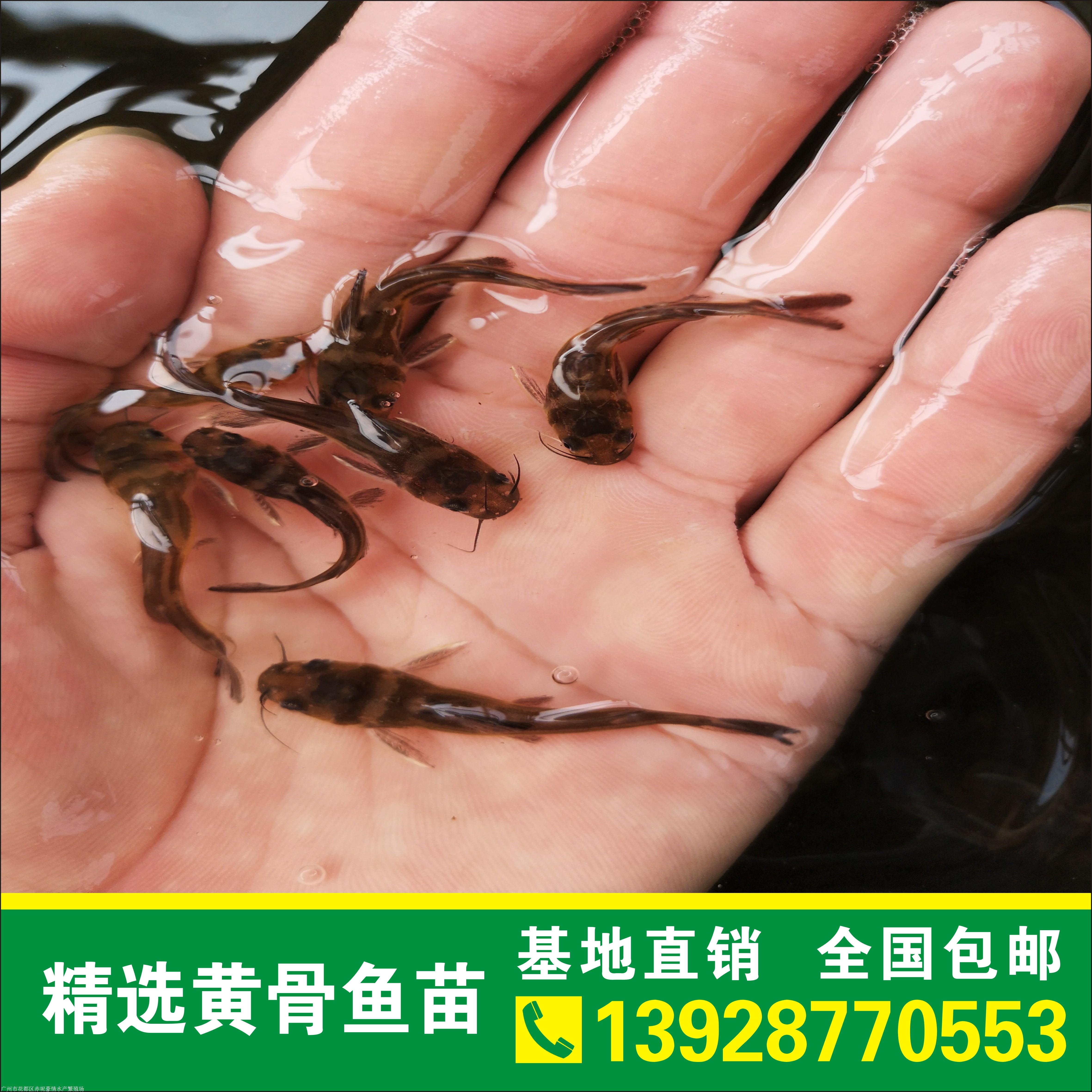 雜交黃骨魚苗出售價格 黃顙魚苗批發 黃臘丁養殖