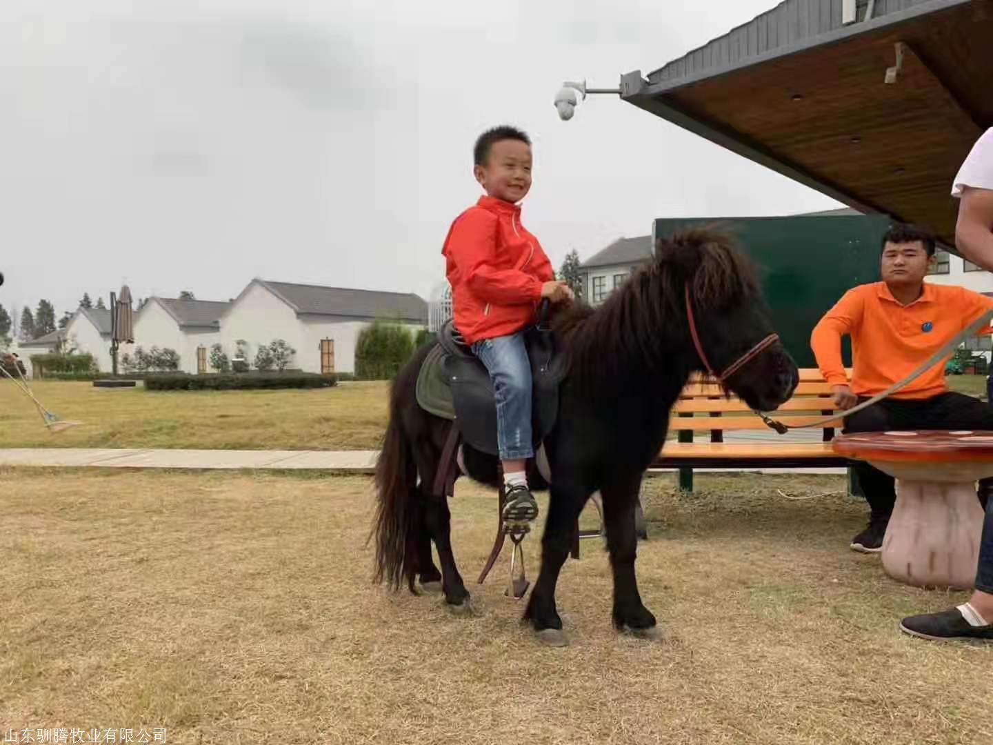 馴騰 設特蘭矮馬 設特蘭寵物馬價格 設特蘭矮馬價格 種馬供應