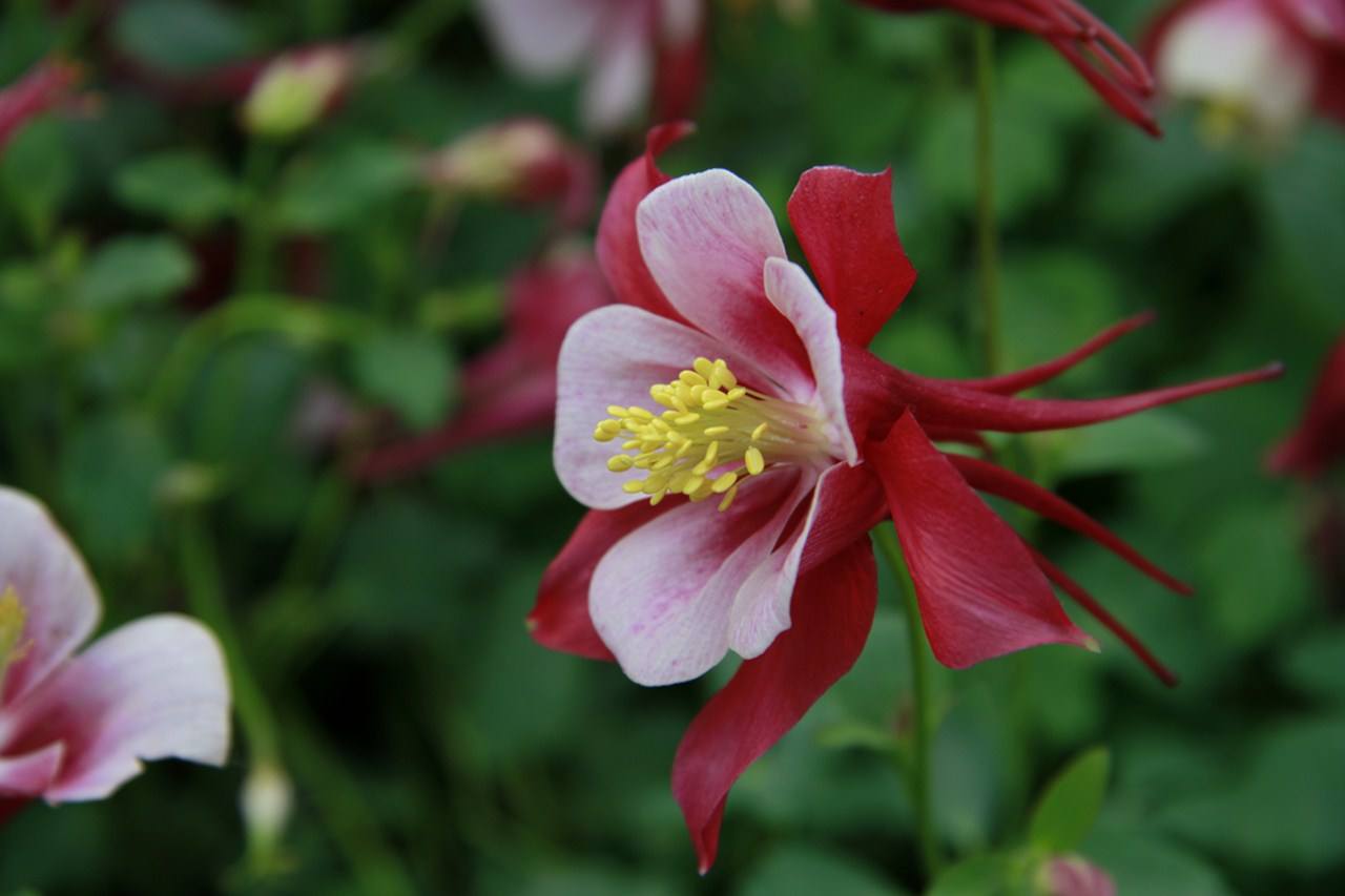 大花耧斗菜花苗单瓣闪烁系列多年生宿根庭院