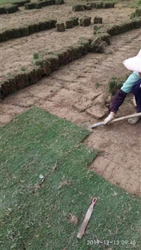 桂林市马尼拉草皮，贵港公园马尼拉草，合山河提护坡用草