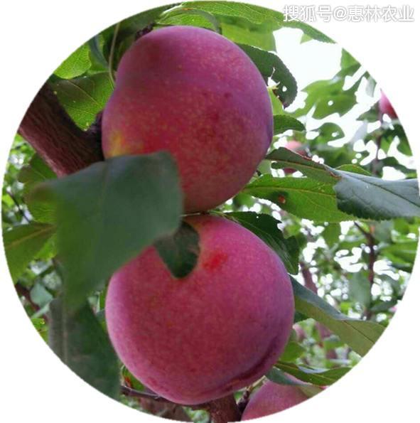 2年的味王李子苗规格价格