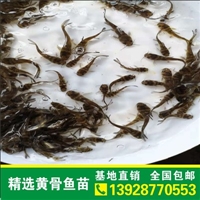     福建黄颡鱼苗 广东黄骨鱼种苗 本土黄辣丁养殖