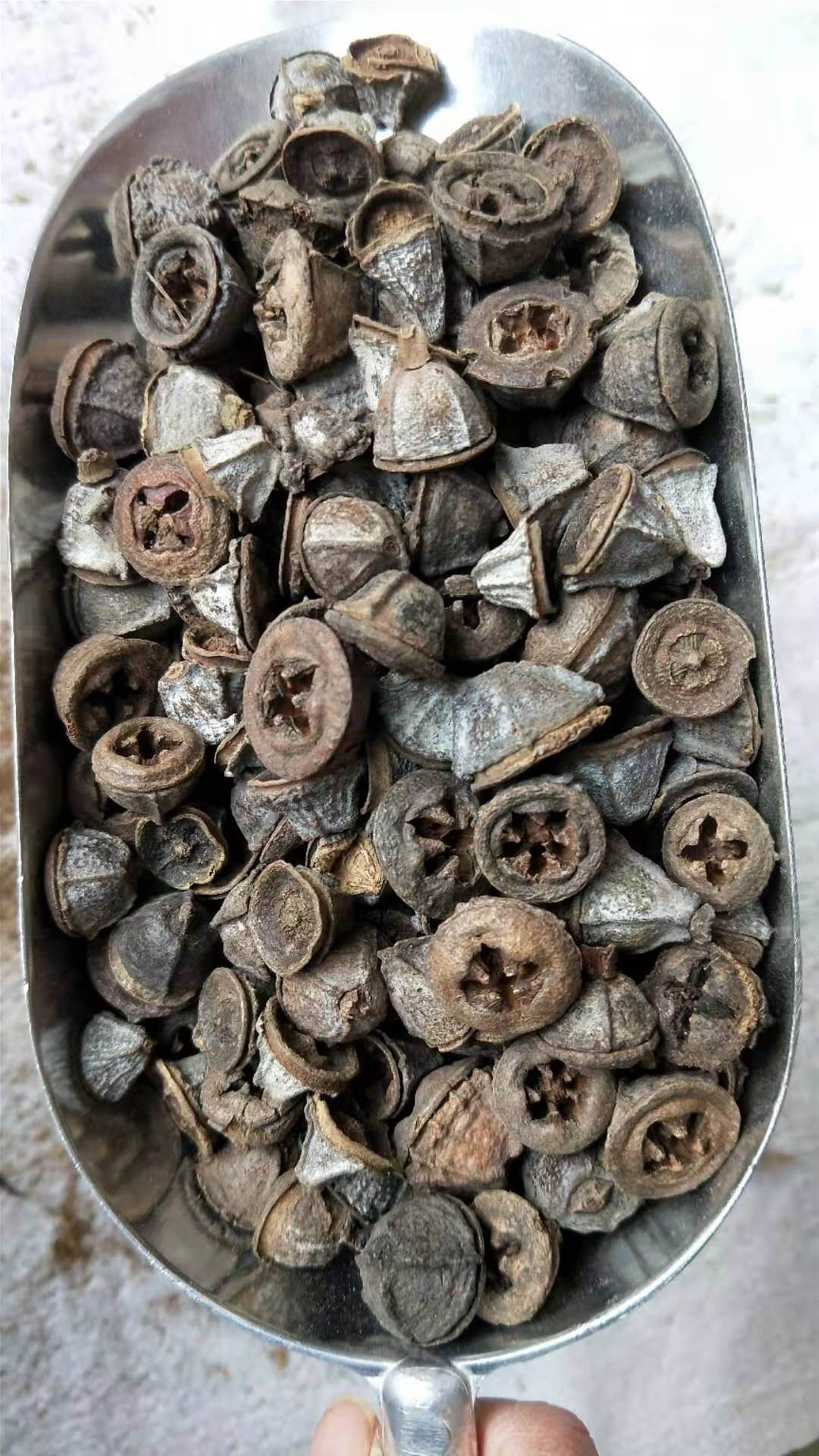 中药材芦阳芝正宗西藏芦阳芝