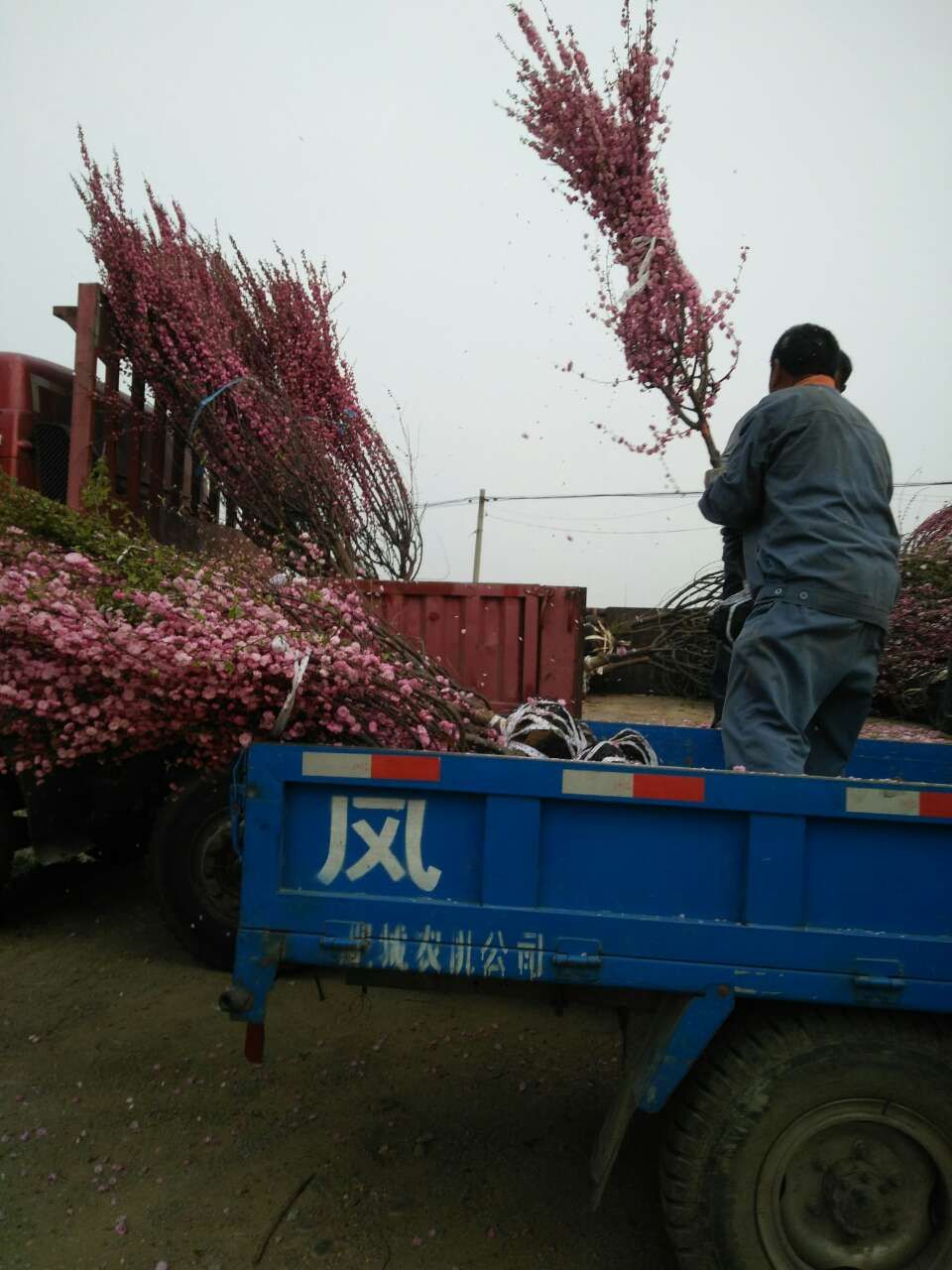 山东泰安菊花碧桃山东泰安3公分菊花碧桃,泰安菊花碧桃