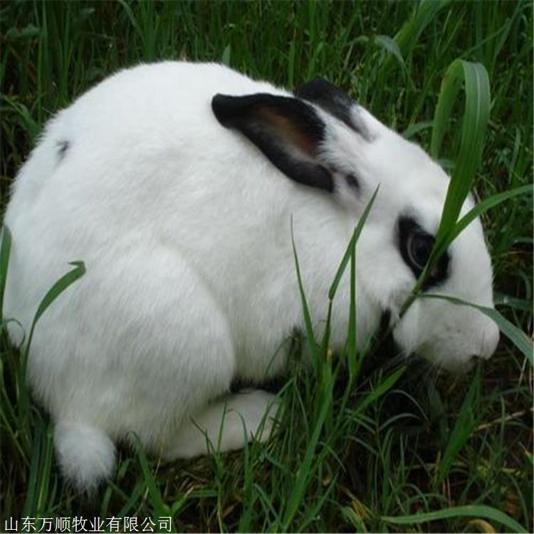 包回收大型肉兔 伊普吕兔 出栏快
