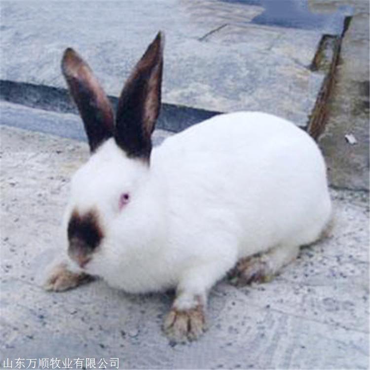 养殖伊普吕兔 伊普吕种兔 抗病性强 万顺兔场