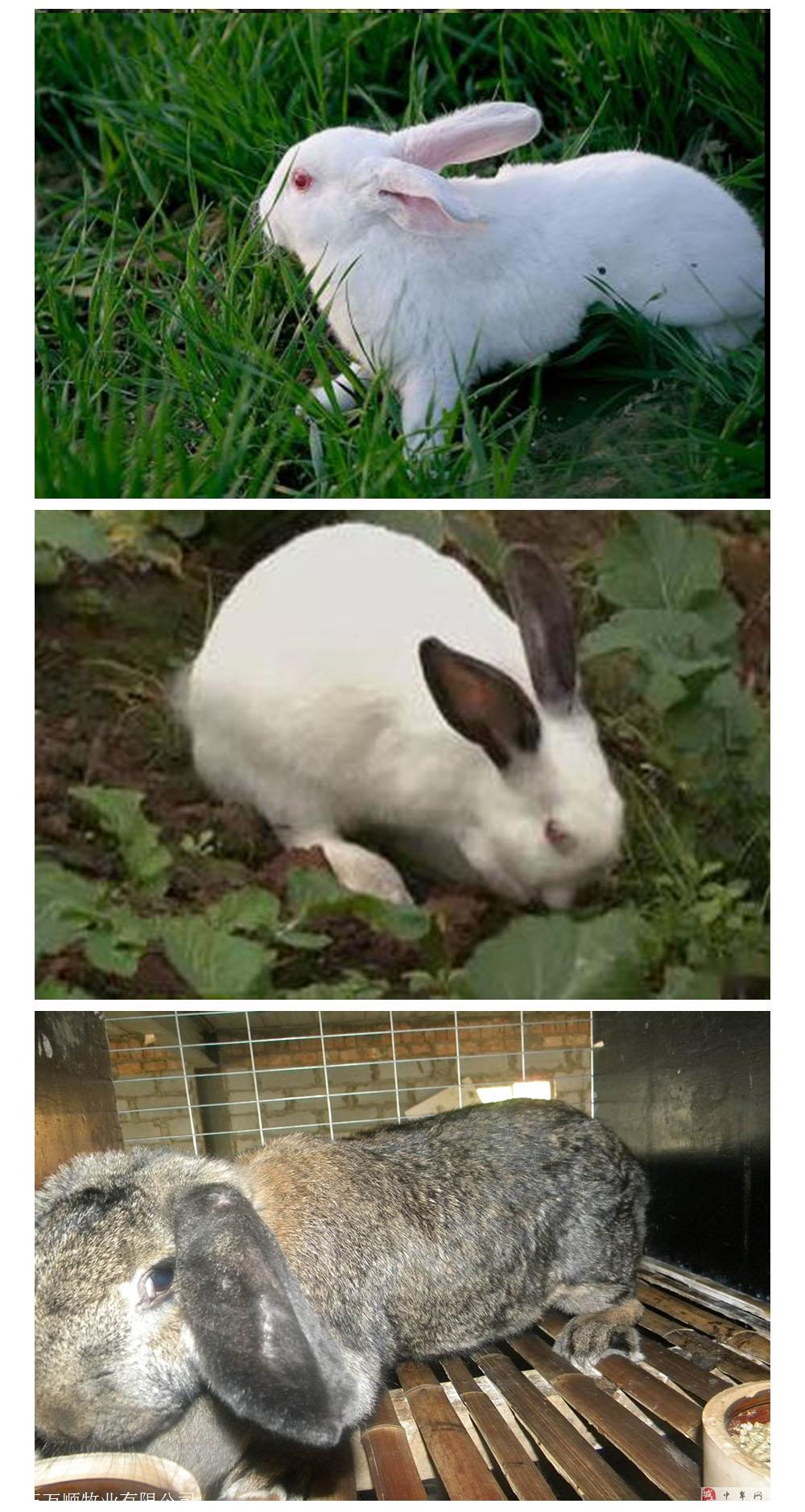 万顺伊普吕兔 现场挑选