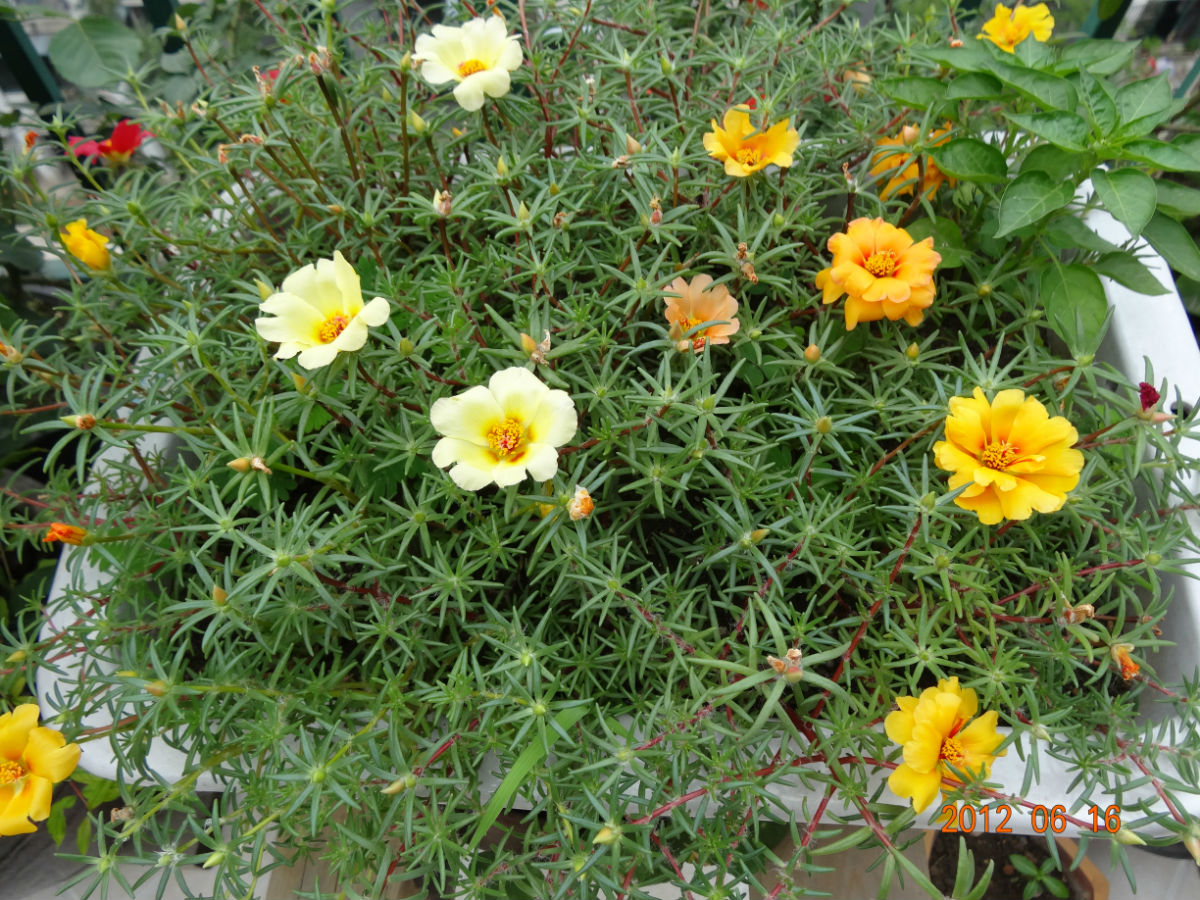 半枝莲太阳花种子黏土就活量大优惠