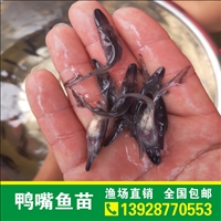 特价包邮鸭嘴苗出售 广东鸭嘴苗报价