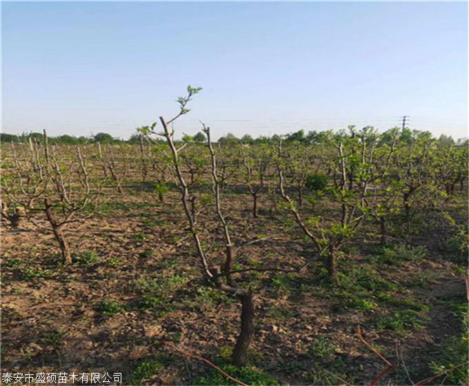 冬棗樹苗冬棗樹苗價格及基地