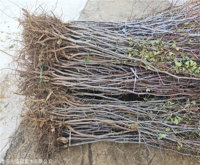 枣树苗销售 赞皇大枣树苗 和田枣树苗报价