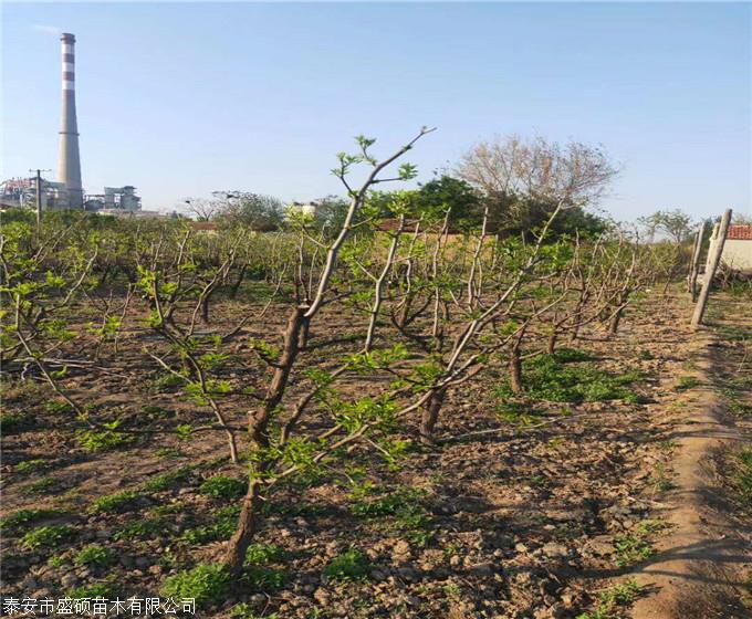 枣树苗基地和田枣树苗枣树苗新价格