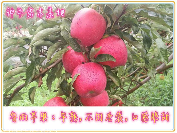 喬化魯麗蘋果苗畝栽量山東魯麗蘋果苗基地