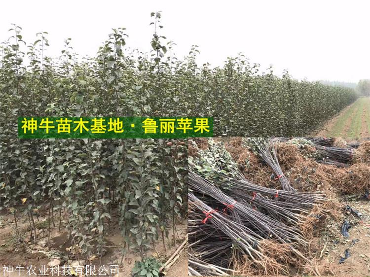 鲁丽苹果苗种植前景分析山东鲁丽苹果苗基地