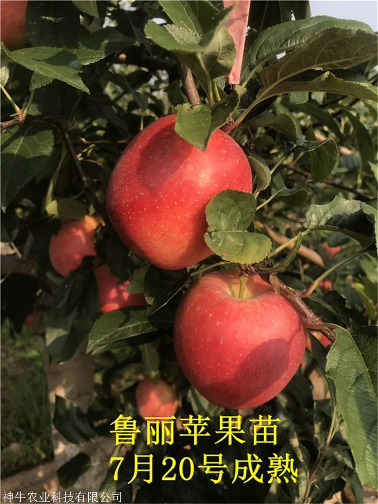 鲁丽苹果苗种植前景分析山东鲁丽苹果苗基地