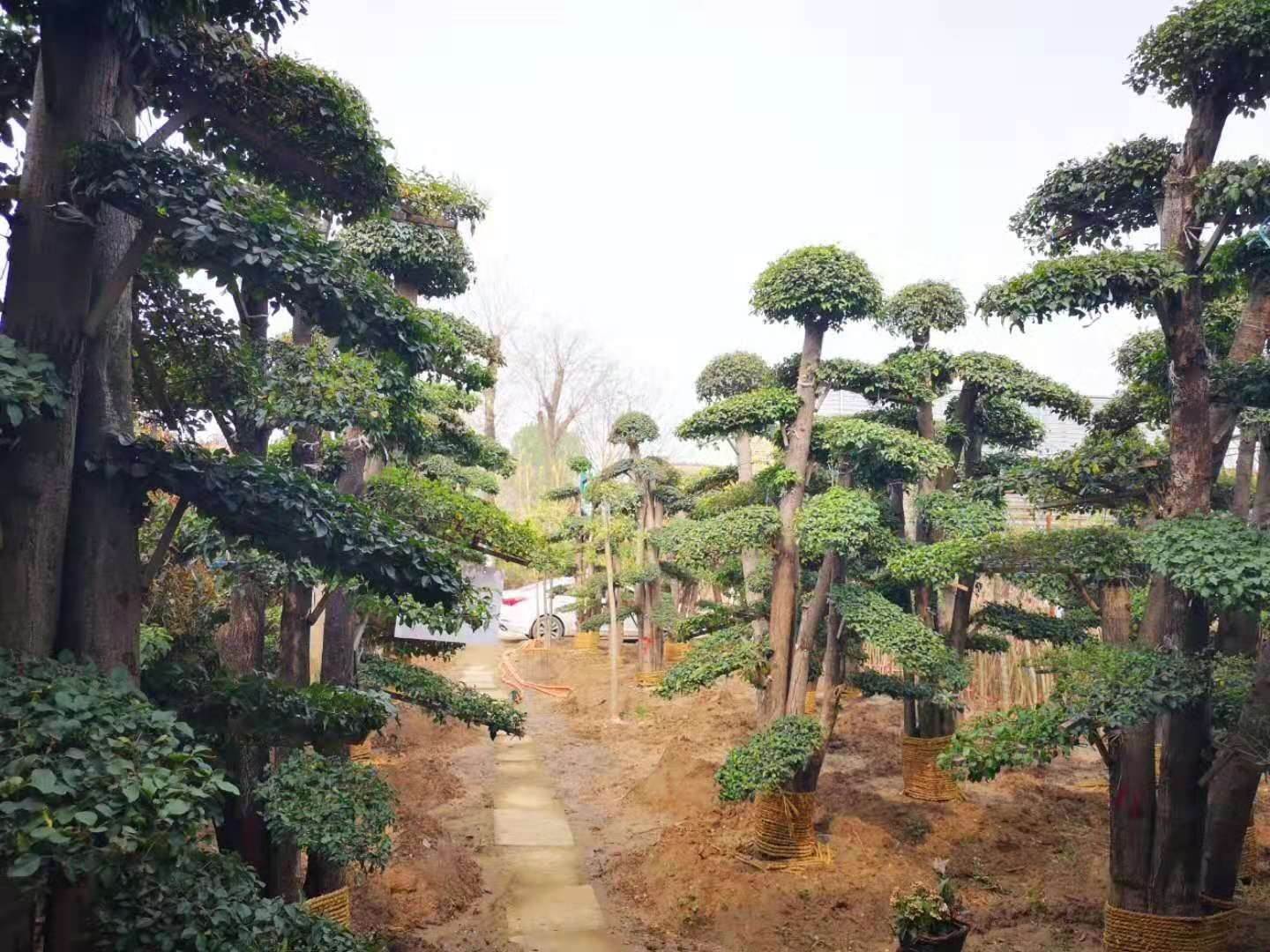 批发河南造型苗木基地