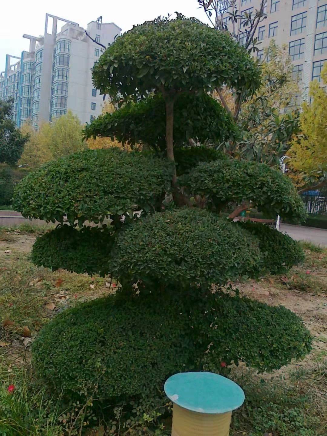 鄢陵小葉女貞造型樹-鄢陵小葉女貞造型樹價格/廠家/批發-鄢陵縣夢宇