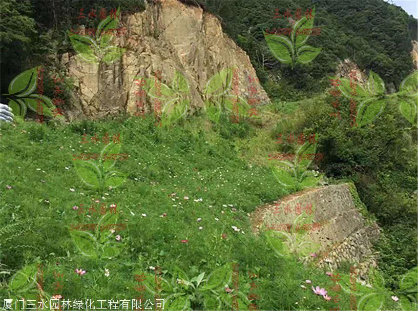 寧波高速邊坡綠化草籽賣家