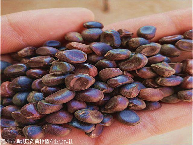 种植赤芍赤芍种子的效益