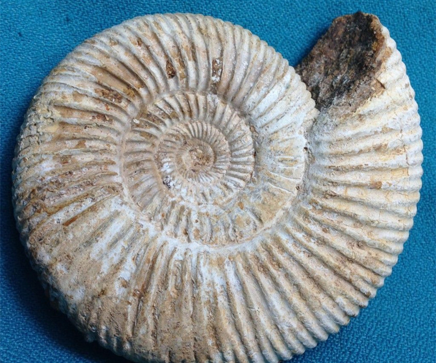 法螺化石价格一般多少钱价格 目前市场价值多少