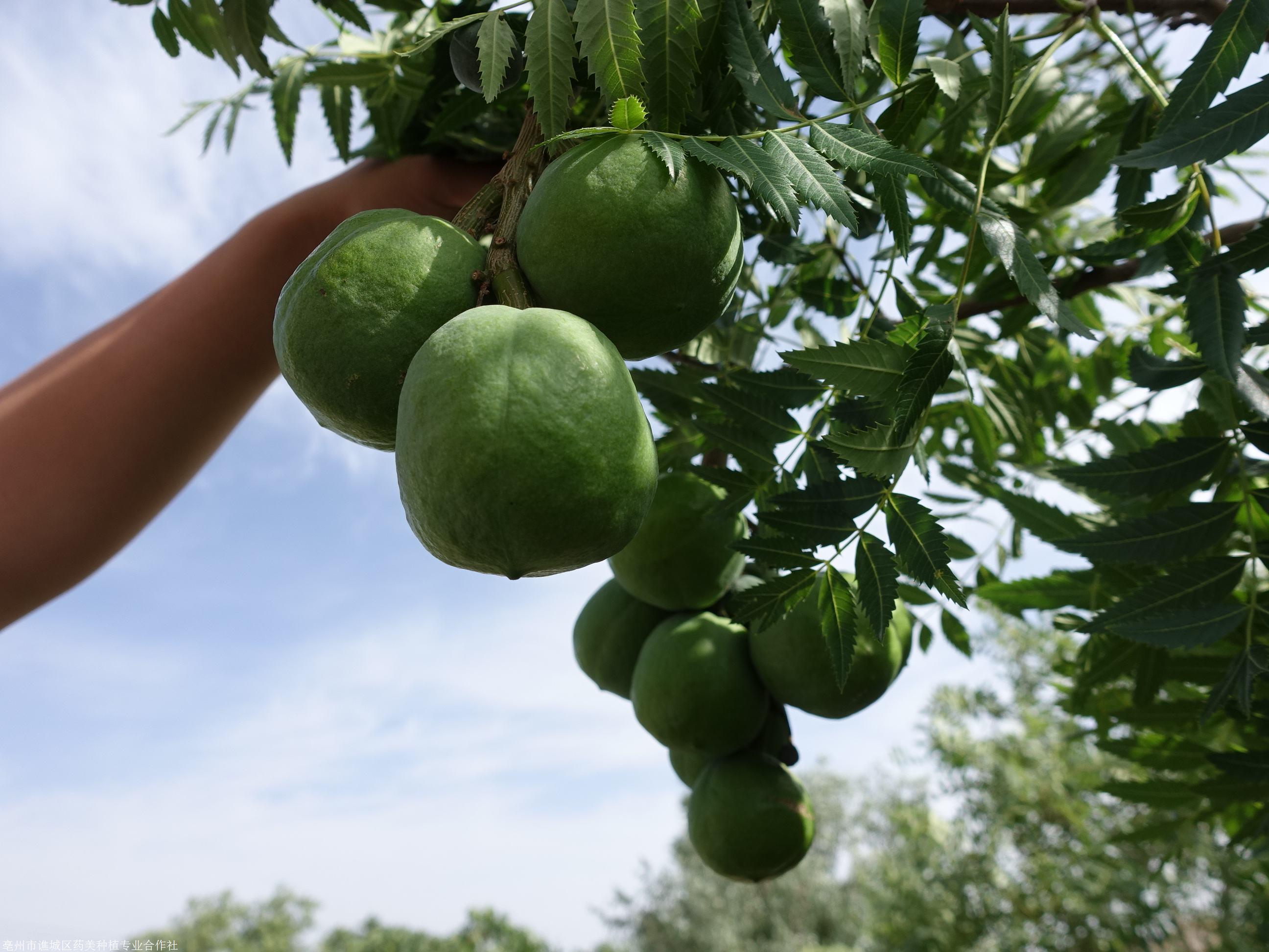 种植文冠果树苗今年挣了100万