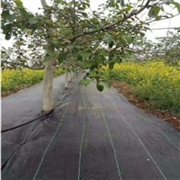农业除草布效果--阳泉农业除草布