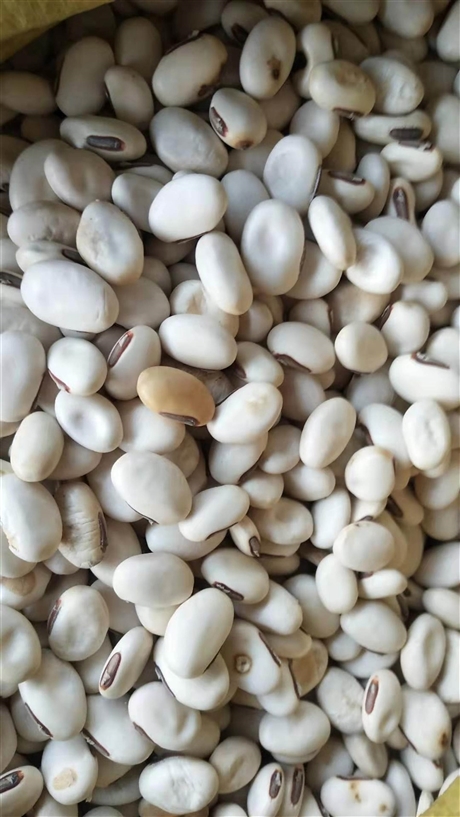 白扁豆的药用价值   白扁豆批发