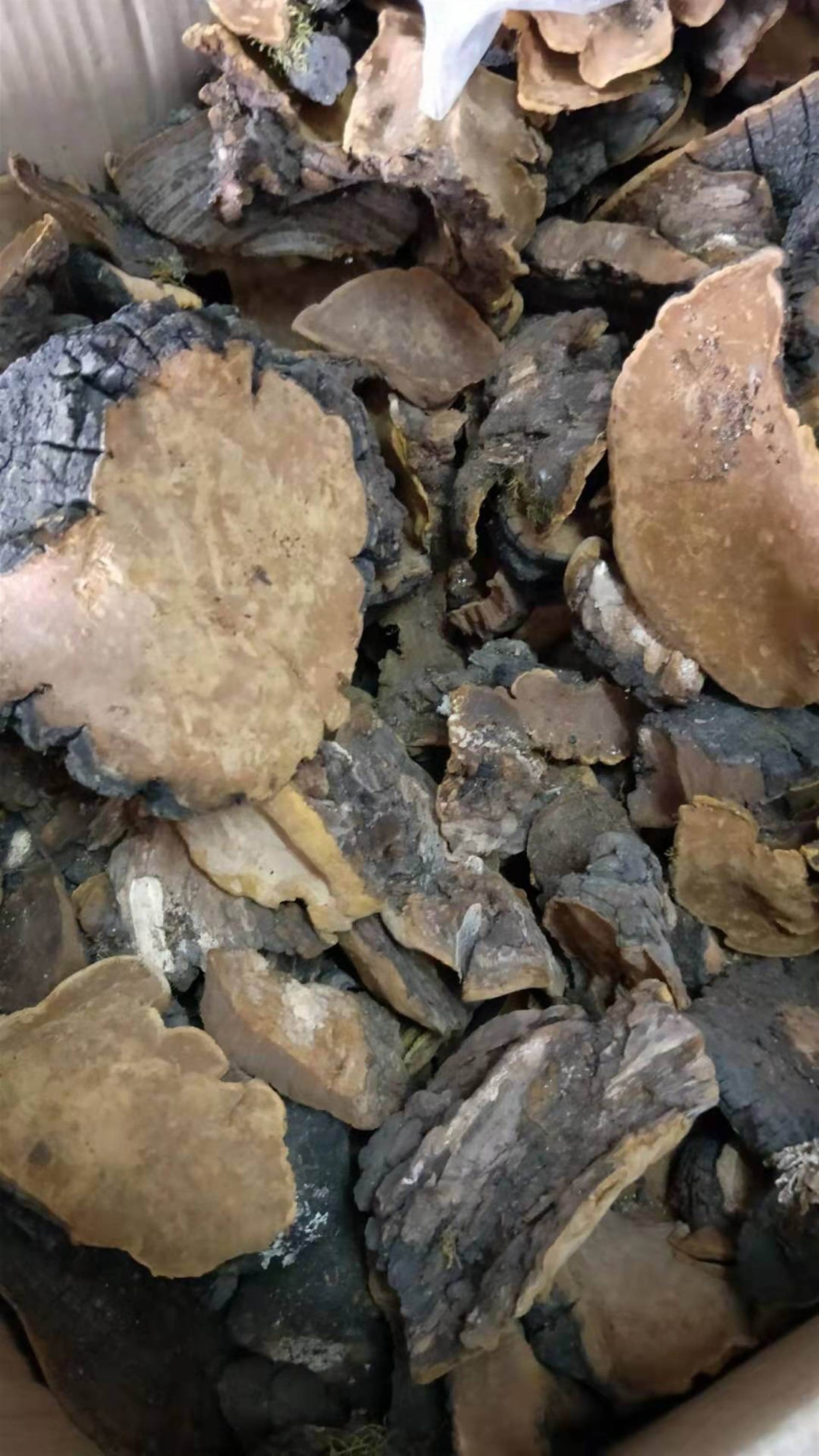 中药材芦阳芝正宗西藏芦阳芝