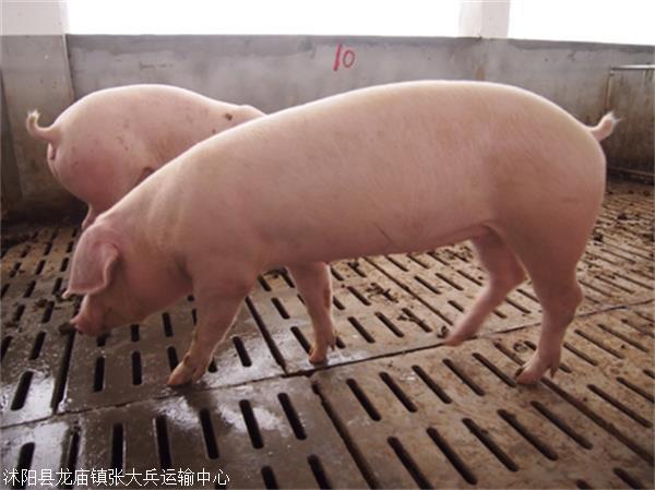 纯种苏太母猪供应高产太湖母猪价格