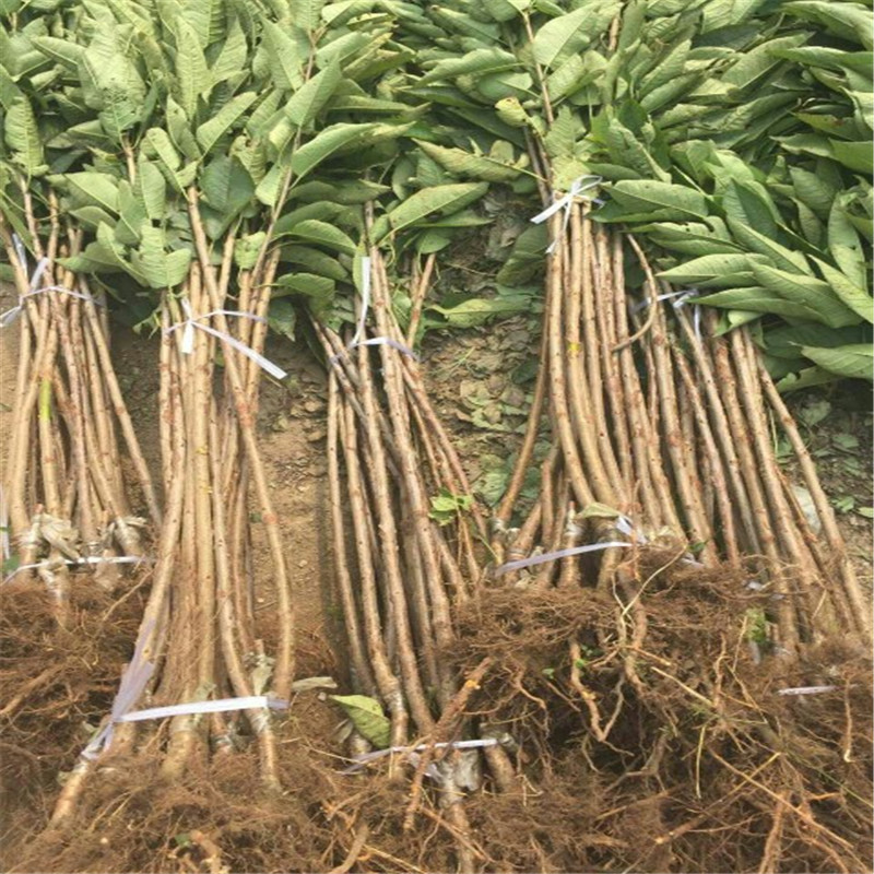 泰安一根棍大樱桃树苗品种纯正一根棍大樱桃树苗的主产区