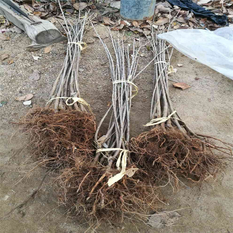 一根棍大樱桃树苗诚信经营