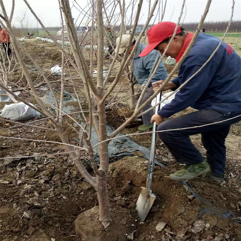 主幹型密植櫻桃樹苗豐產修剪方法一根棍大櫻桃成熟期