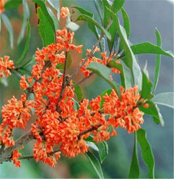 广西梧州状元红苗,广西状元红桂花小苗