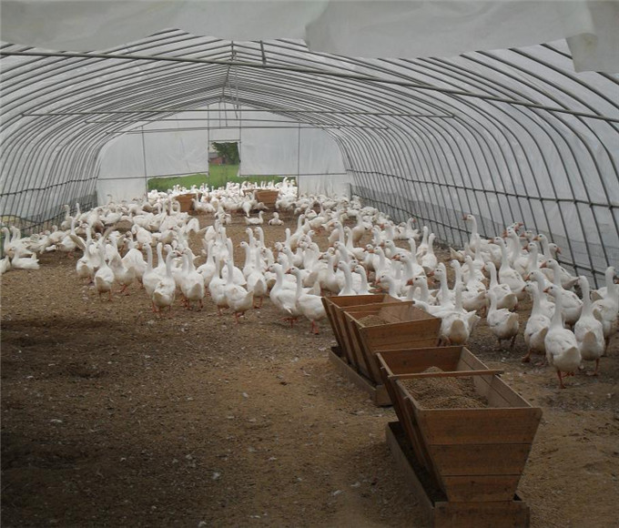 南通卢兹鹅苗价格报价卢兹鹅苗